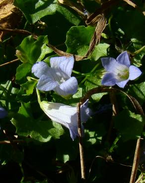 Fotografia 4 da espécie Wahlenbergia hederacea no Jardim Botânico UTAD