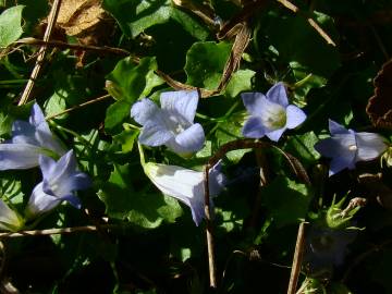 Fotografia da espécie Wahlenbergia hederacea