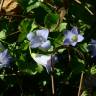 Fotografia 4 da espécie Wahlenbergia hederacea do Jardim Botânico UTAD