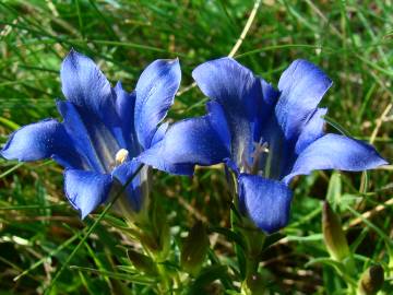 Fotografia da espécie Gentiana pneumonanthe