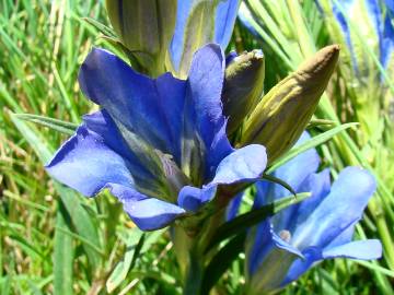 Fotografia da espécie Gentiana pneumonanthe