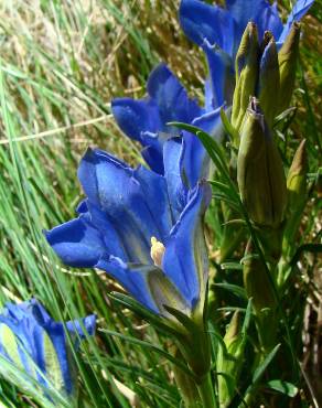 Fotografia 4 da espécie Gentiana pneumonanthe no Jardim Botânico UTAD