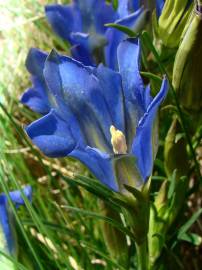 Fotografia da espécie Gentiana pneumonanthe