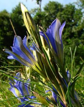 Fotografia 6 da espécie Gentiana pneumonanthe no Jardim Botânico UTAD