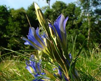 Fotografia da espécie Gentiana pneumonanthe