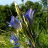 Fotografia 6 da espécie Gentiana pneumonanthe do Jardim Botânico UTAD