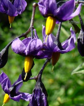 Fotografia 3 da espécie Solanum dulcamara no Jardim Botânico UTAD