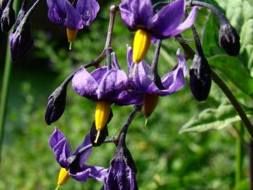 Fotografia da espécie Solanum dulcamara