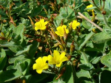 Fotografia da espécie Hypericum elodes