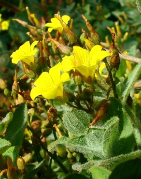 Fotografia 1 da espécie Hypericum elodes no Jardim Botânico UTAD