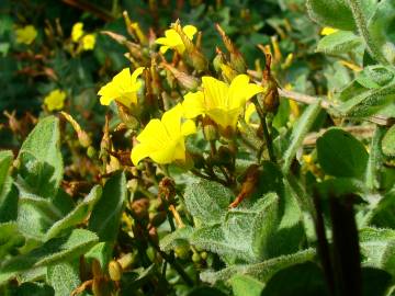 Fotografia da espécie Hypericum elodes