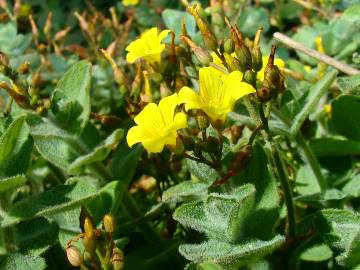 Fotografia da espécie Hypericum elodes