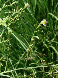 Fotografia da espécie Aster squamatus