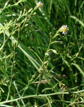 Fotografia 1 da espécie Aster squamatus no Jardim Botânico UTAD