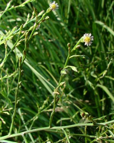 Fotografia de capa Aster squamatus - do Jardim Botânico