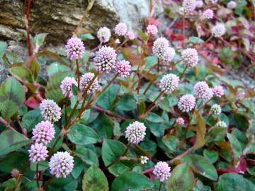 Fotografia da espécie Polygonum capitatum