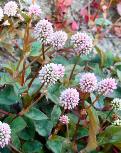 Fotografia de capa Polygonum capitatum - do Jardim Botânico