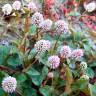 Fotografia 1 da espécie Polygonum capitatum do Jardim Botânico UTAD