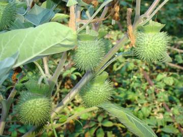 Fotografia da espécie Datura wrightii