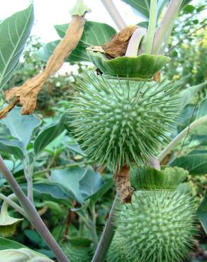 Fotografia 3 da espécie Datura wrightii no Jardim Botânico UTAD