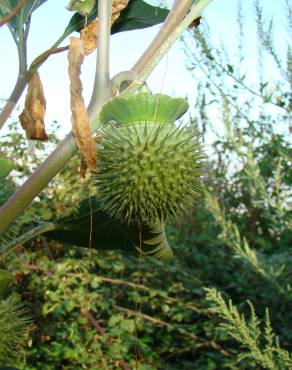 Fotografia 4 da espécie Datura wrightii no Jardim Botânico UTAD