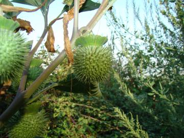 Fotografia da espécie Datura wrightii