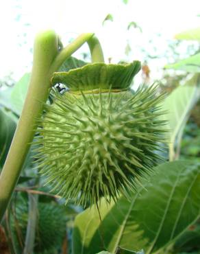 Fotografia 5 da espécie Datura wrightii no Jardim Botânico UTAD