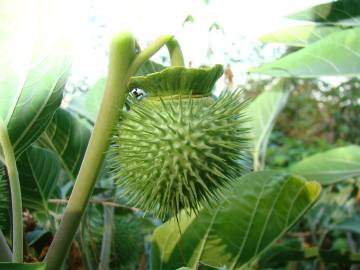 Fotografia da espécie Datura wrightii