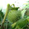 Fotografia 5 da espécie Datura wrightii do Jardim Botânico UTAD