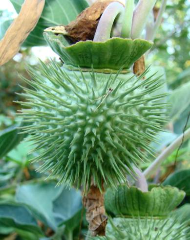 Fotografia de capa Datura wrightii - do Jardim Botânico