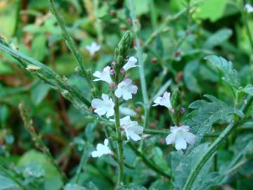 Fotografia da espécie Verbena officinalis