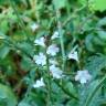 Fotografia 3 da espécie Verbena officinalis do Jardim Botânico UTAD