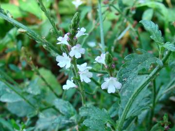 Fotografia da espécie Verbena officinalis