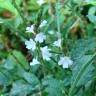 Fotografia 4 da espécie Verbena officinalis do Jardim Botânico UTAD