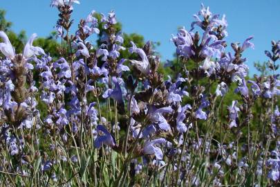 Fotografia da espécie Salvia lavandulifolia subesp. vellerea