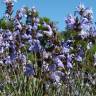 Fotografia 3 da espécie Salvia lavandulifolia subesp. vellerea do Jardim Botânico UTAD