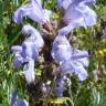 Fotografia 1 da espécie Salvia lavandulifolia subesp. vellerea do Jardim Botânico UTAD