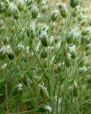 Fotografia da espécie Arenaria grandiflora