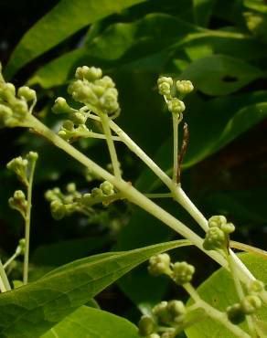 Fotografia 6 da espécie Cinnamomum camphora no Jardim Botânico UTAD