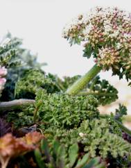 Daucus carota subesp. halophilus