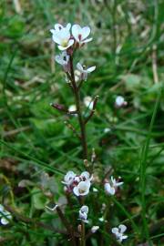 Fotografia da espécie Cardamine hirsuta