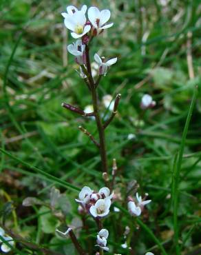 Fotografia 6 da espécie Cardamine hirsuta no Jardim Botânico UTAD