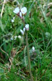 Fotografia da espécie Cardamine hirsuta