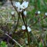 Fotografia 1 da espécie Cardamine hirsuta do Jardim Botânico UTAD