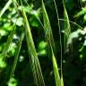 Fotografia 1 da espécie Bromus diandrus do Jardim Botânico UTAD