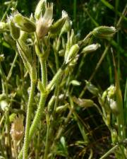 Fotografia da espécie Cerastium ramosissimum