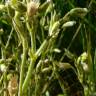 Fotografia 1 da espécie Cerastium ramosissimum do Jardim Botânico UTAD