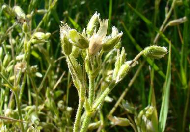 Fotografia da espécie Cerastium ramosissimum