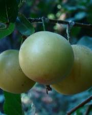 Fotografia da espécie Prunus domestica