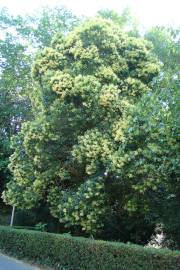 Fotografia da espécie Ligustrum lucidum